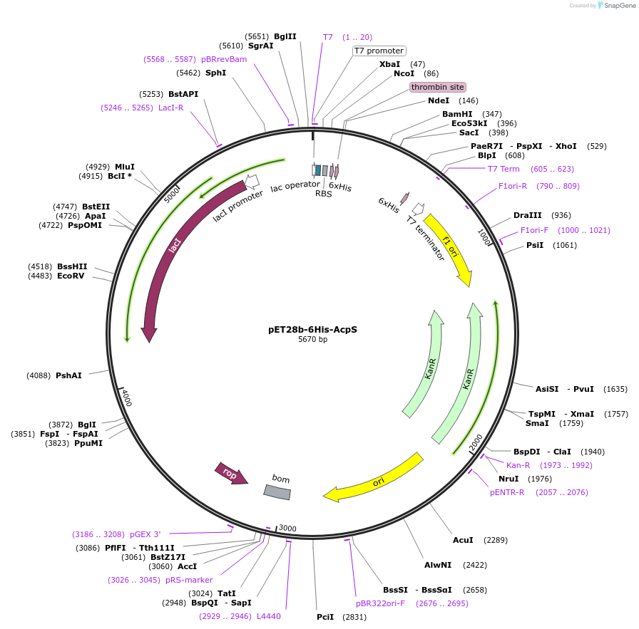 145376-plasmid-map-sequence-id-297106