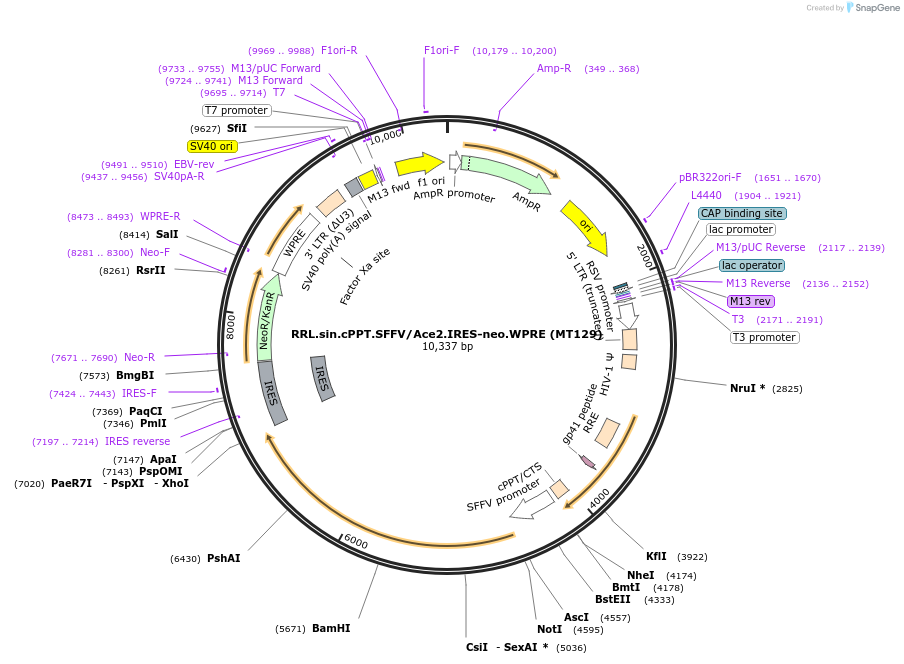 145840-plasmid-map-sequence-id-297109