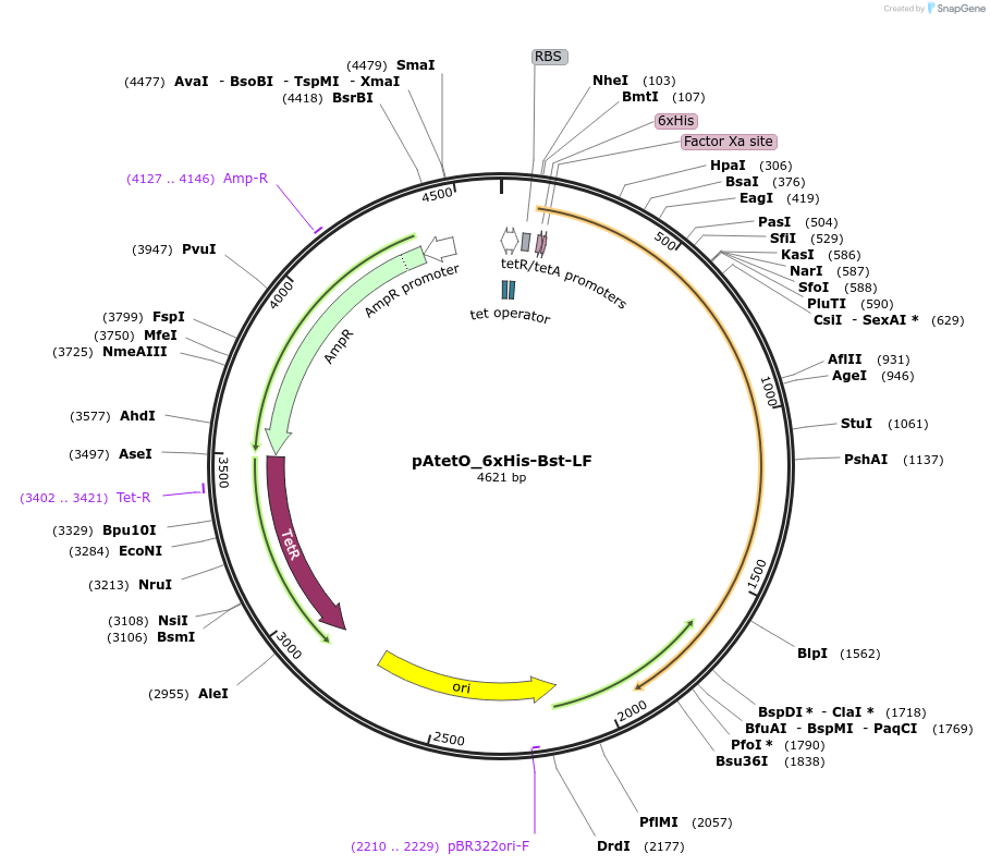 145799-plasmid-map-sequence-id-297110