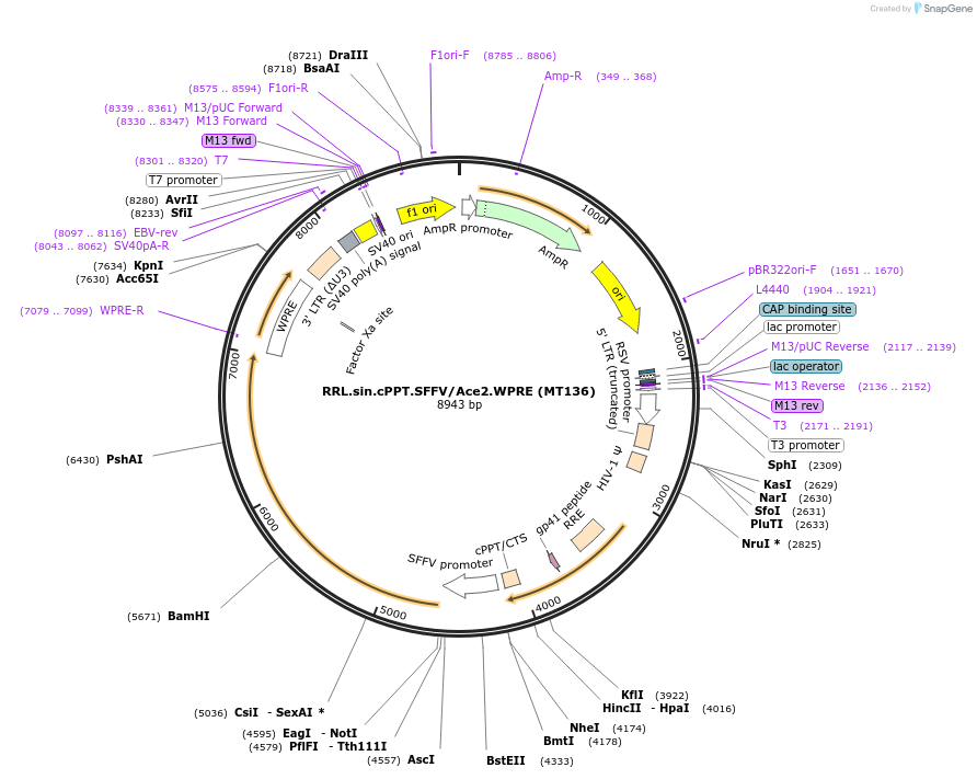 145842-plasmid-map-sequence-id-297111