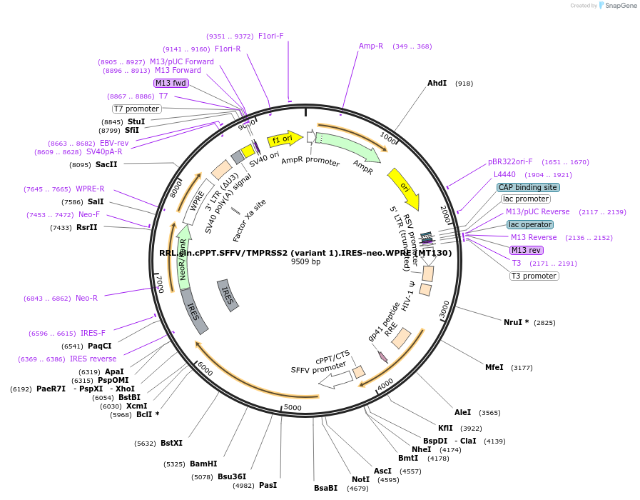 145843-plasmid-map-sequence-id-297112