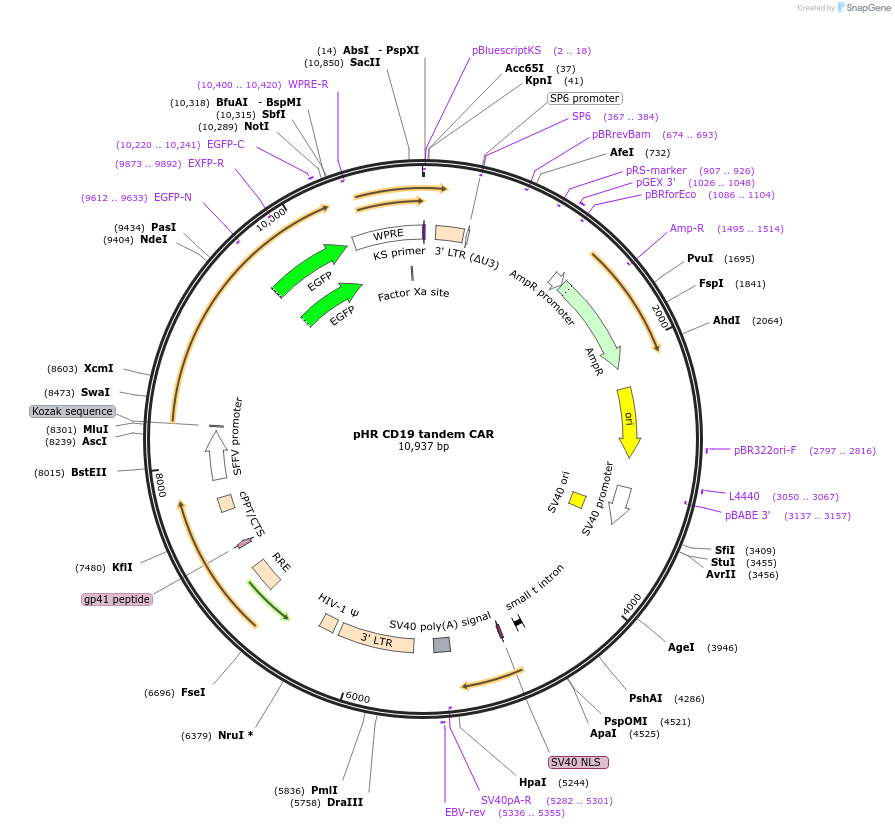 113019-plasmid-map-sequence-id-297115