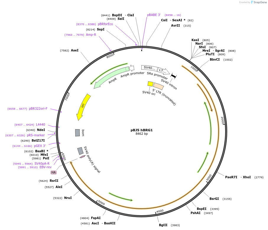17873-plasmid-map-sequence-id-297121
