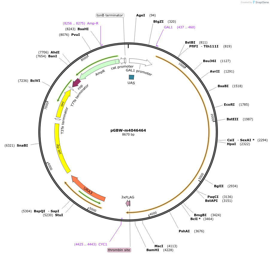 148970-plasmid-map-sequence-id-297202