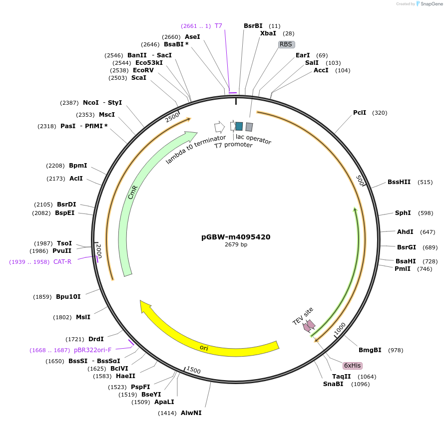 149523-plasmid-map-sequence-id-297203