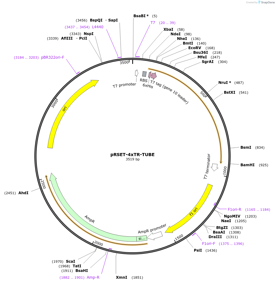 110312-plasmid-map-sequence-id-297209