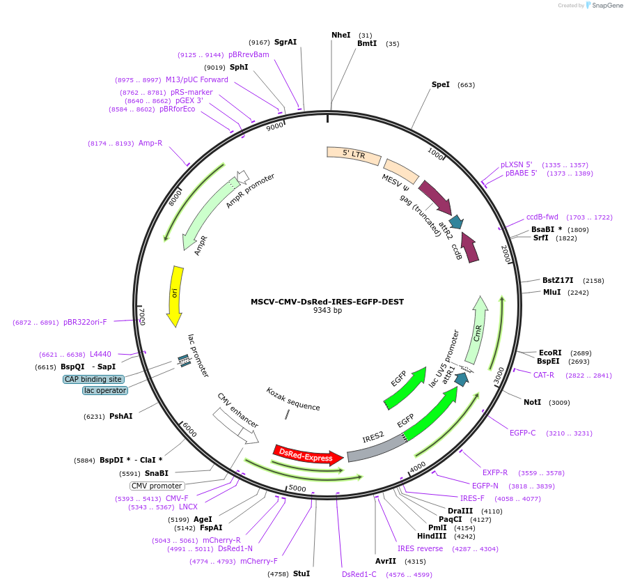 41941-plasmid-map-sequence-id-297210