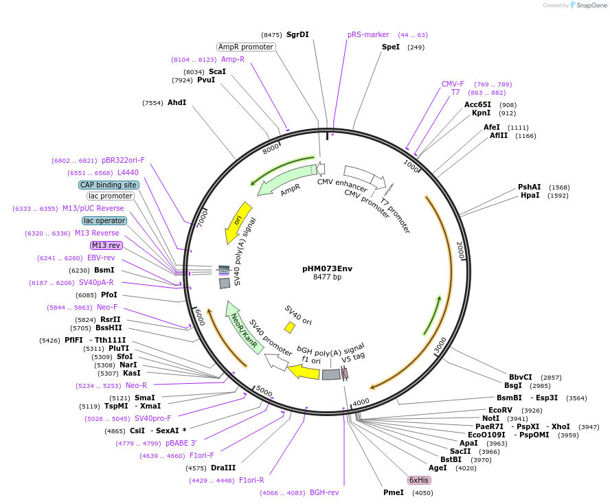 137669-plasmid-map-sequence-id-297218