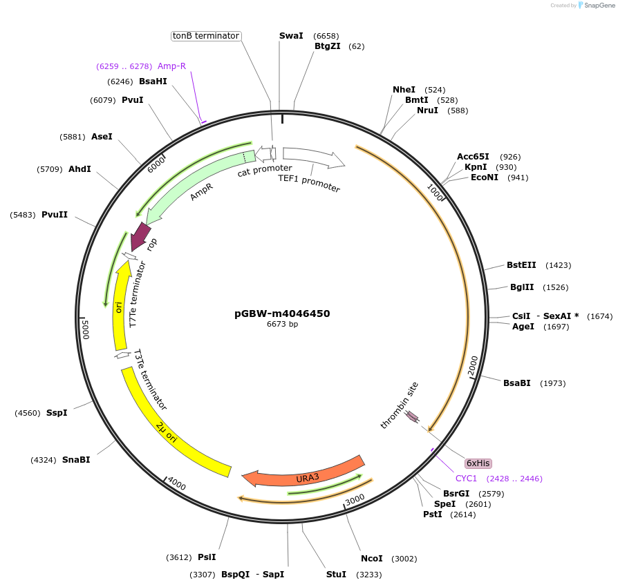 148982-plasmid-map-sequence-id-297239
