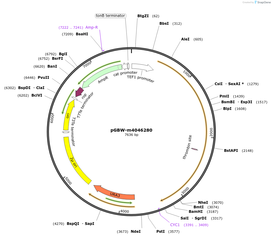 148984-plasmid-map-sequence-id-297242