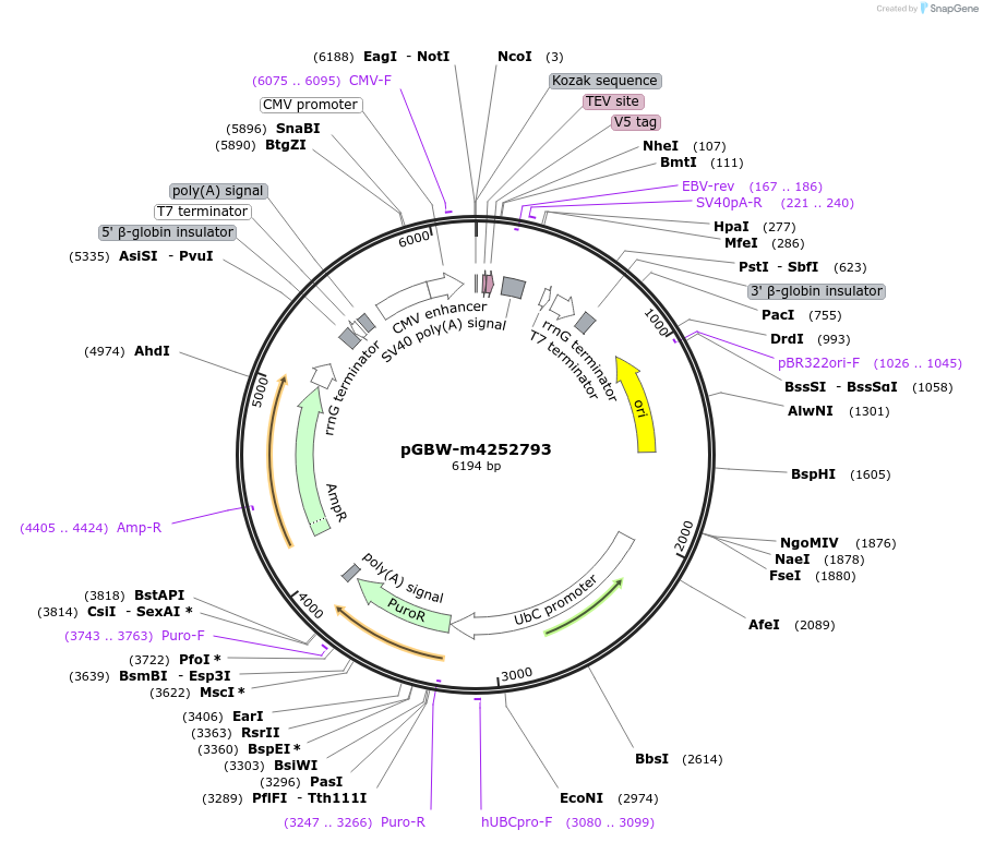 297259_map