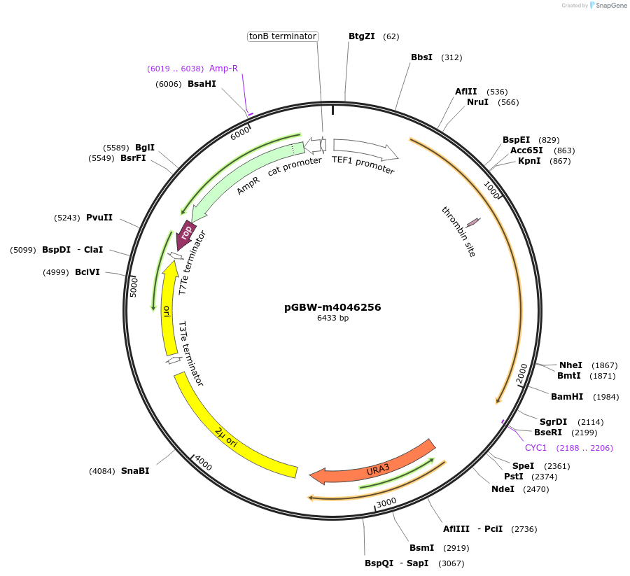 153937-plasmid-map-sequence-id-297626