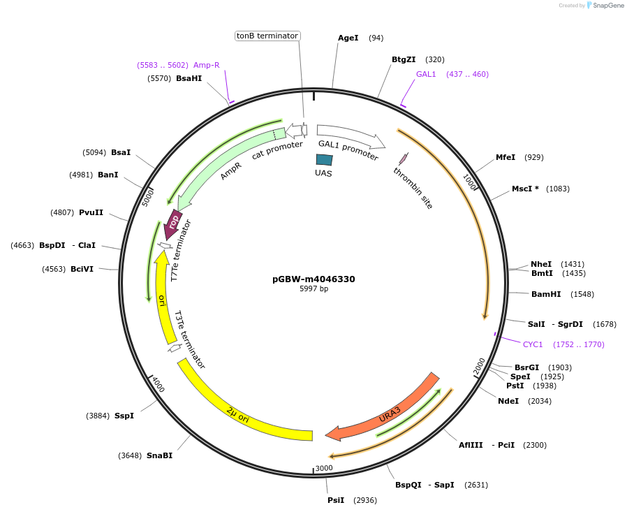 148988-plasmid-map-sequence-id-297634