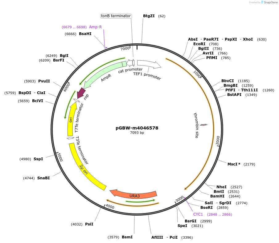 148989-plasmid-map-sequence-id-297659