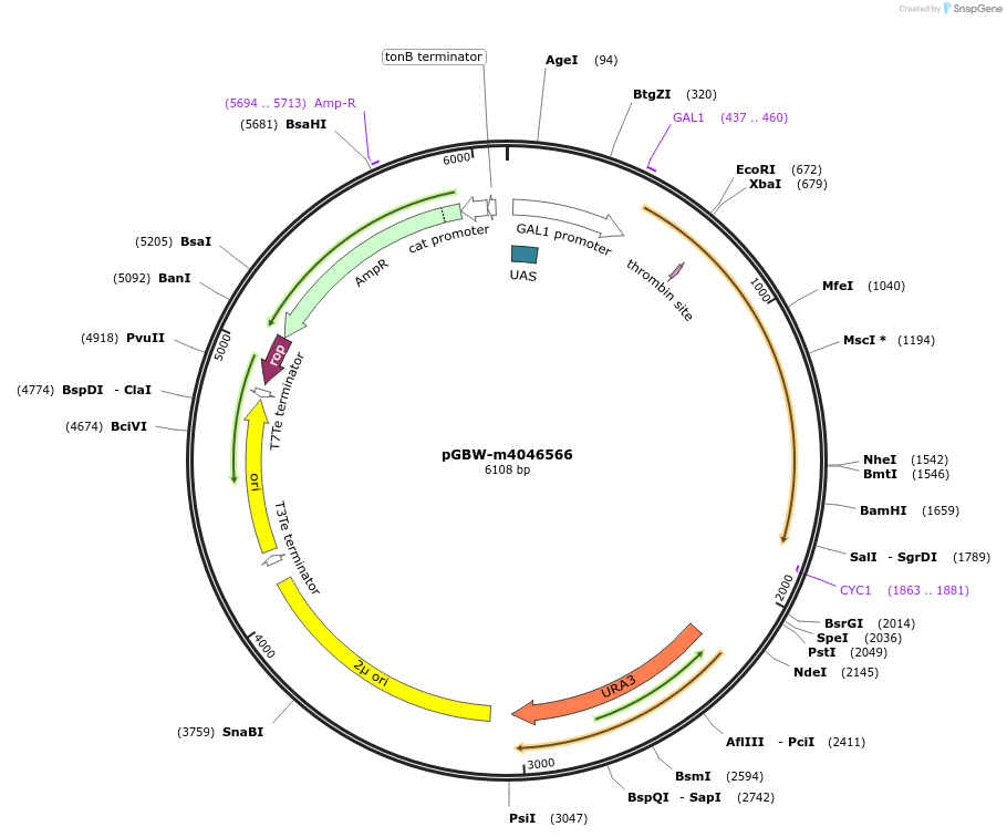 148990-plasmid-map-sequence-id-297662