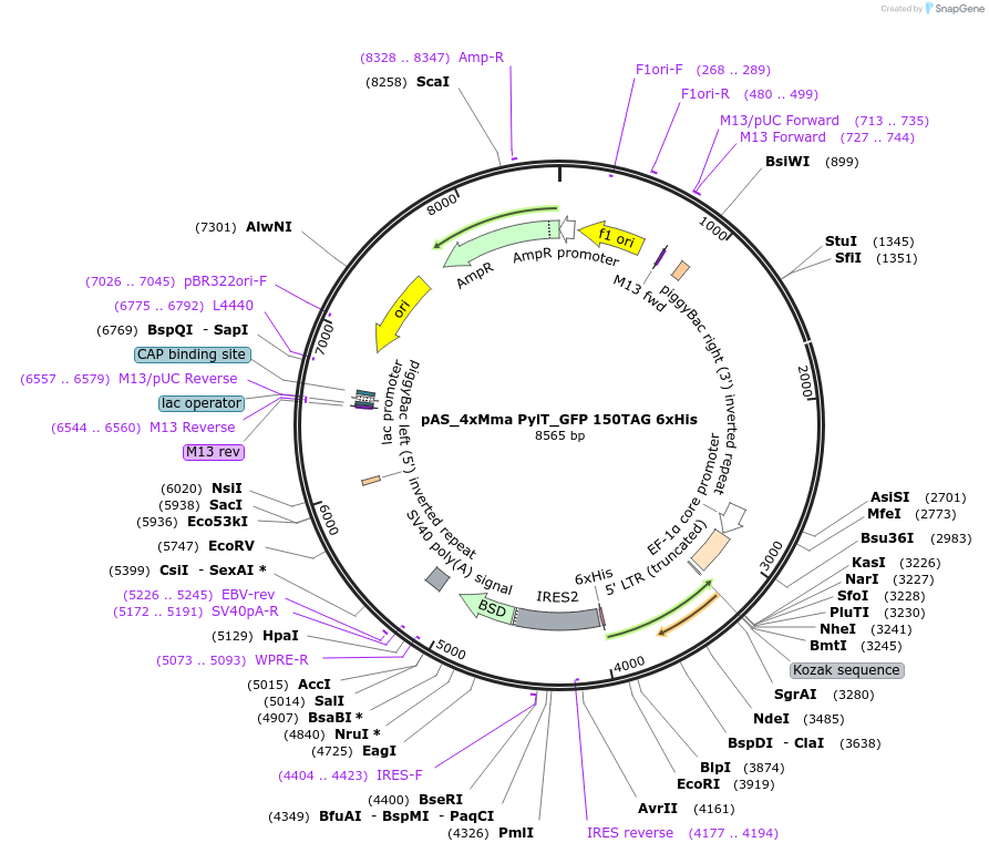 140015-plasmid-map-sequence-id-297667