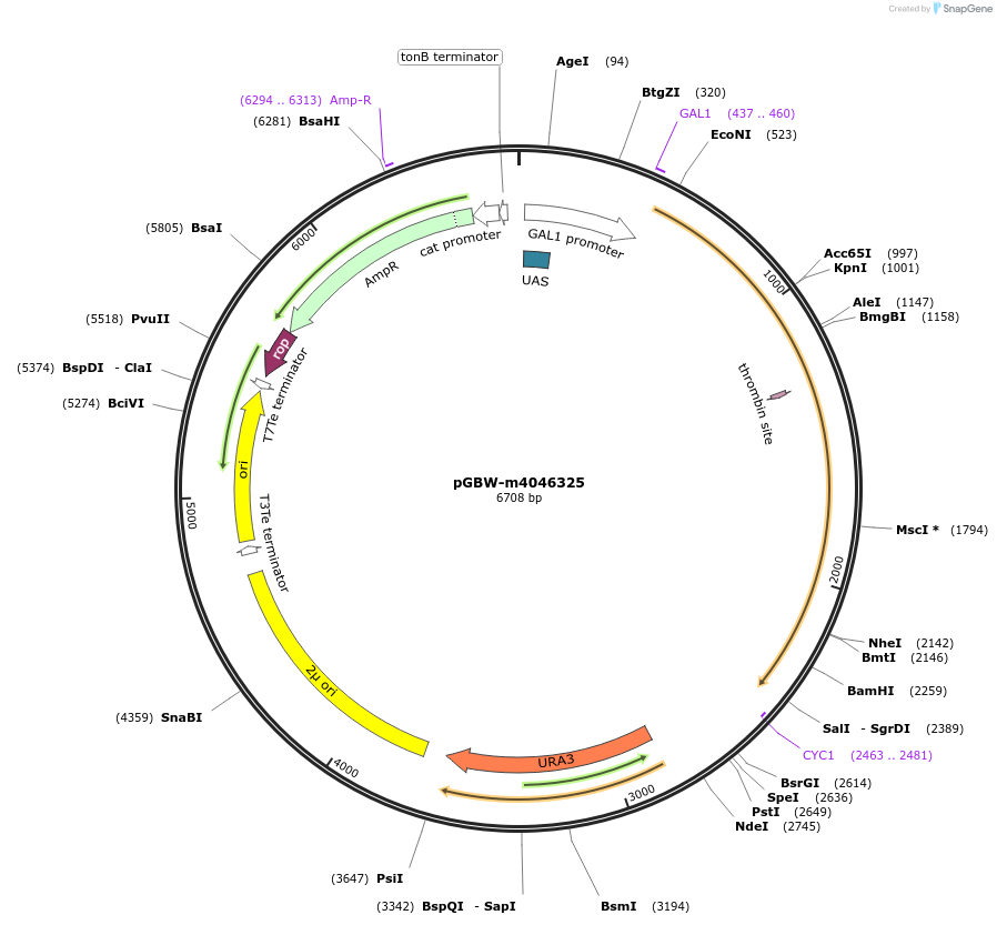 148992-plasmid-map-sequence-id-297671