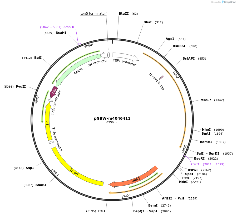 148994-plasmid-map-sequence-id-297673