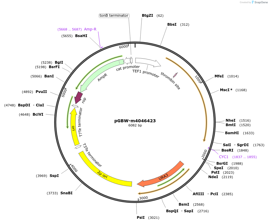 148998-plasmid-map-sequence-id-297676