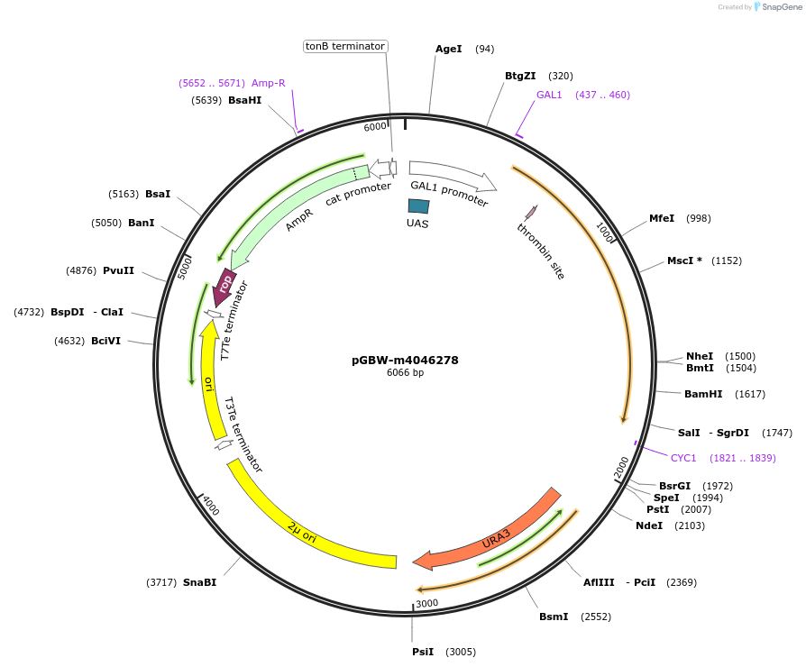 149000-plasmid-map-sequence-id-297713