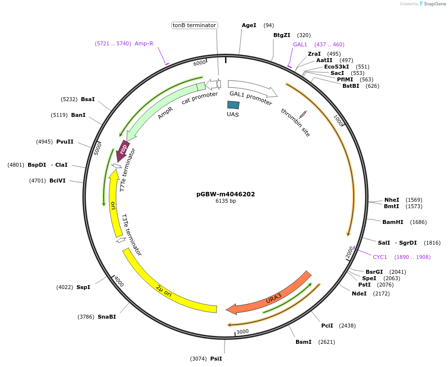 149002-plasmid-map-sequence-id-297714