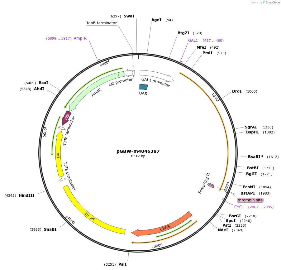 149005-plasmid-map-sequence-id-297717