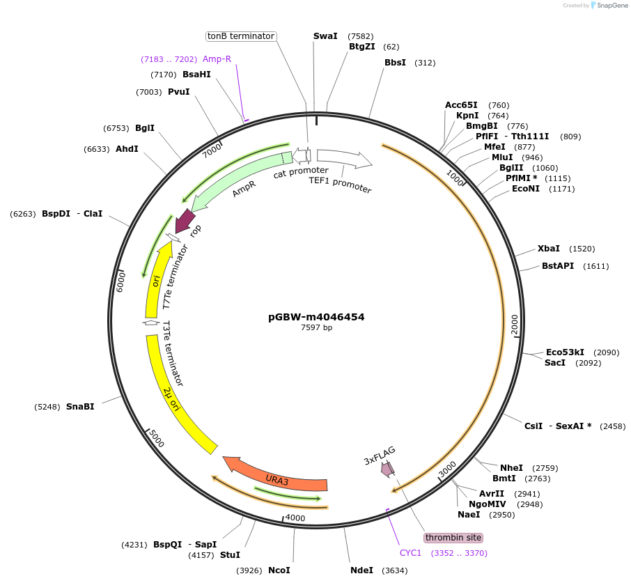 149006-plasmid-map-sequence-id-297718