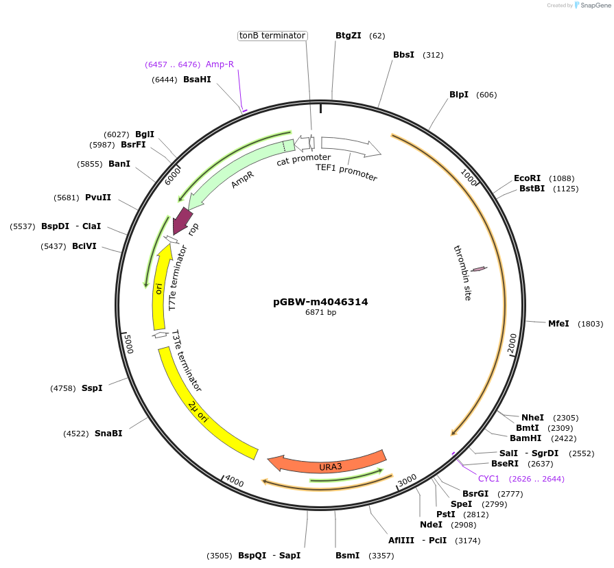 149007-plasmid-map-sequence-id-297719