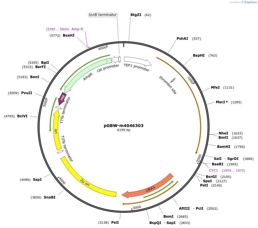 149008-plasmid-map-sequence-id-297720