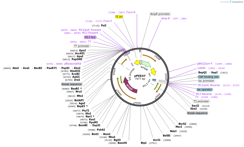 139426-plasmid-map-sequence-id-297721
