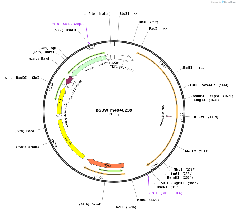 149009-plasmid-map-sequence-id-297722