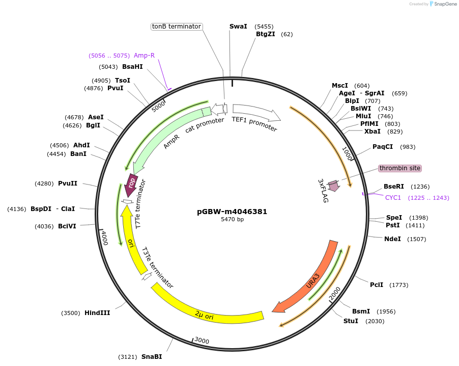 149010-plasmid-map-sequence-id-297723