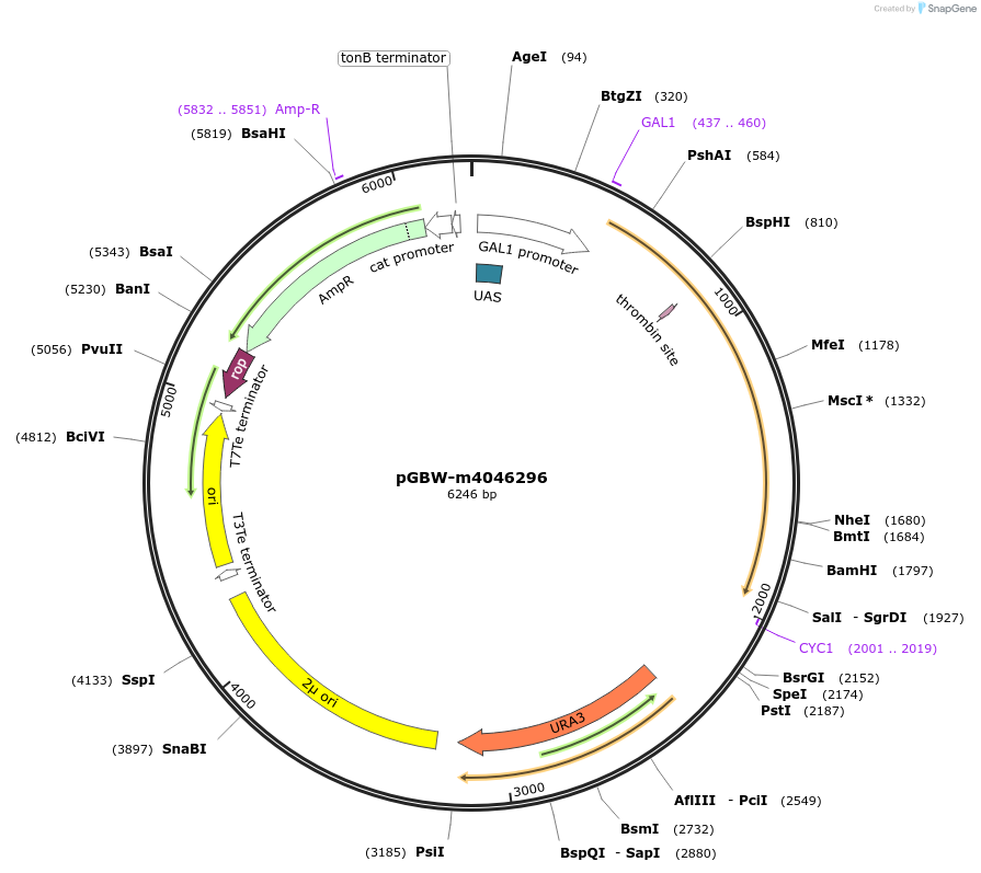 149012-plasmid-map-sequence-id-297726