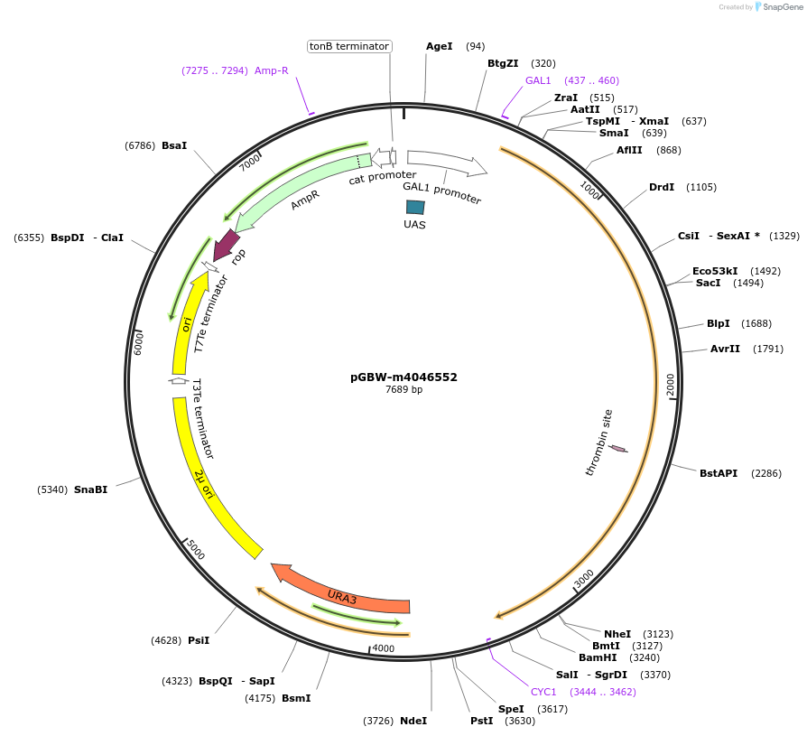 149013-plasmid-map-sequence-id-297727