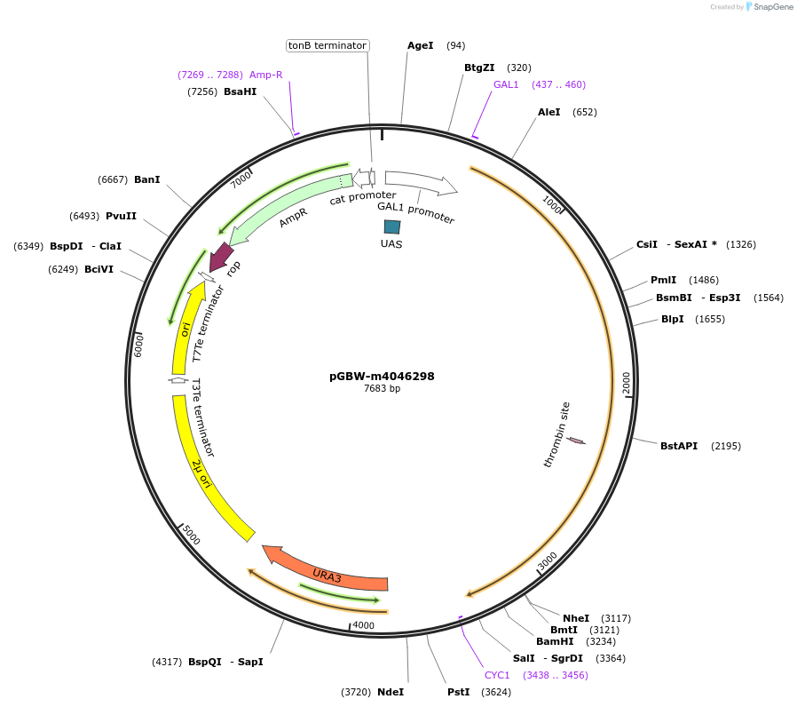 149015-plasmid-map-sequence-id-297736