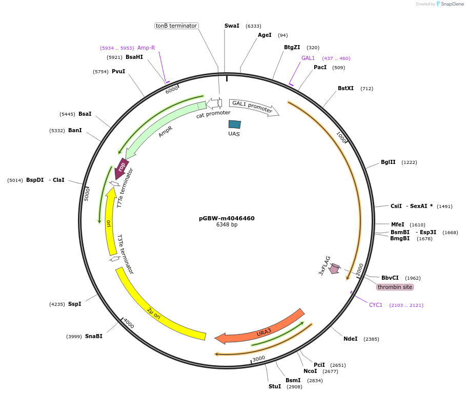 149017-plasmid-map-sequence-id-297740