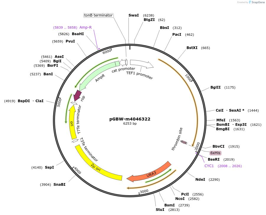 149018-plasmid-map-sequence-id-297741