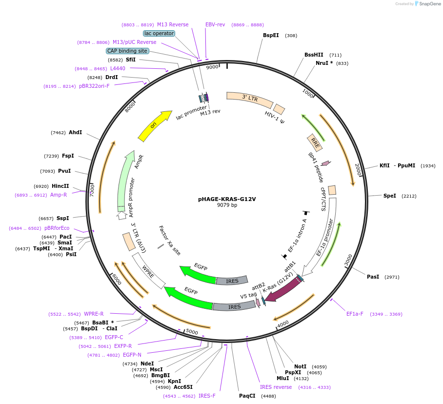 116424-plasmid-map-sequence-id-297747