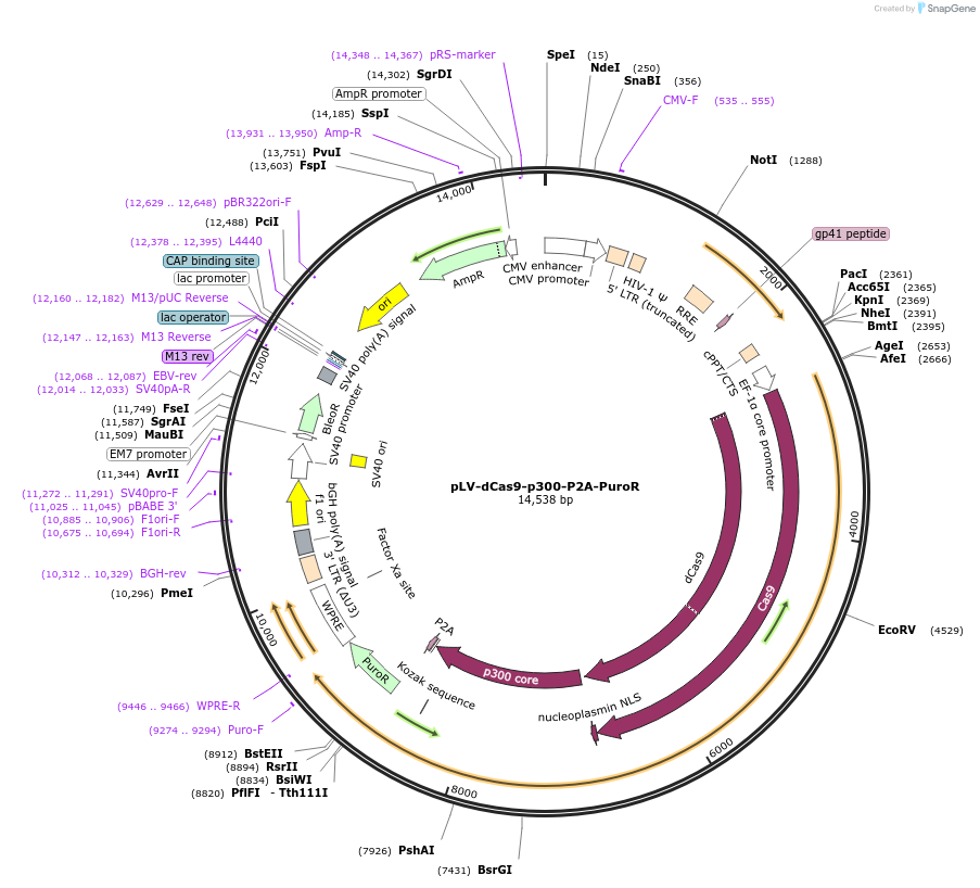 83889-plasmid-map-sequence-id-297764