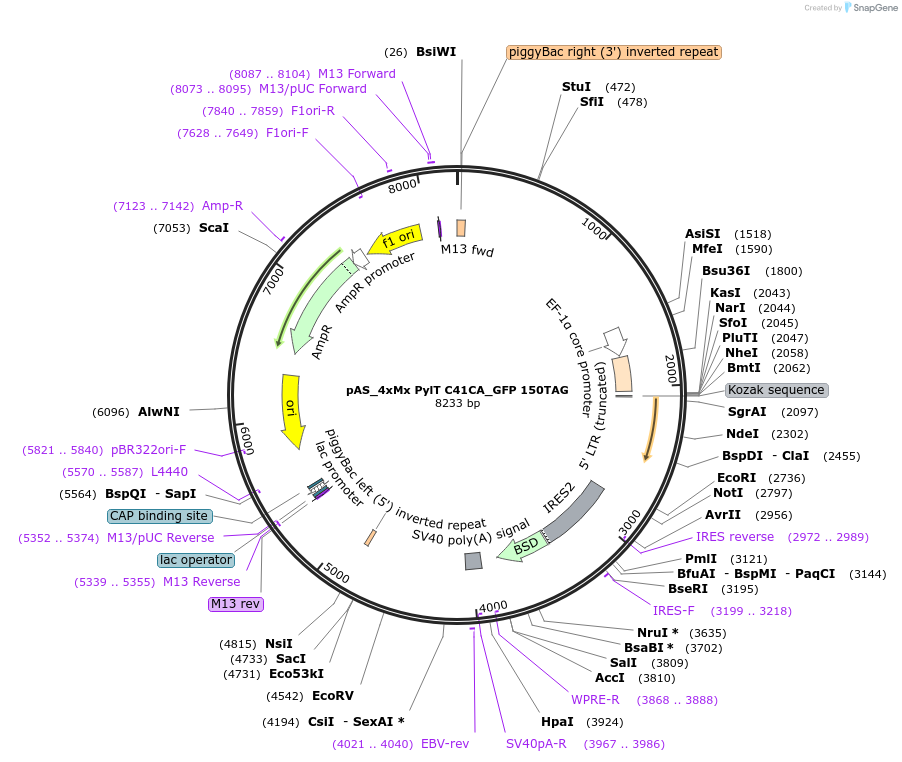 140017-plasmid-map-sequence-id-297767