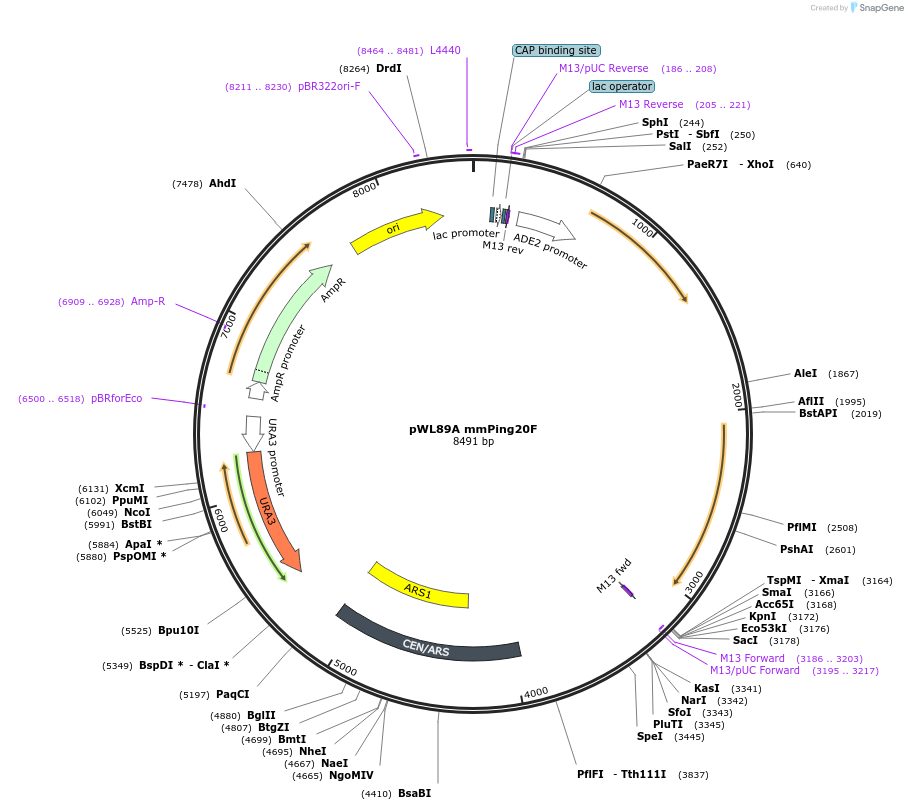 145789-plasmid-map-sequence-id-297768