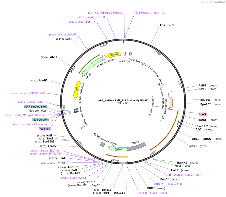 140023-plasmid-map-sequence-id-297775