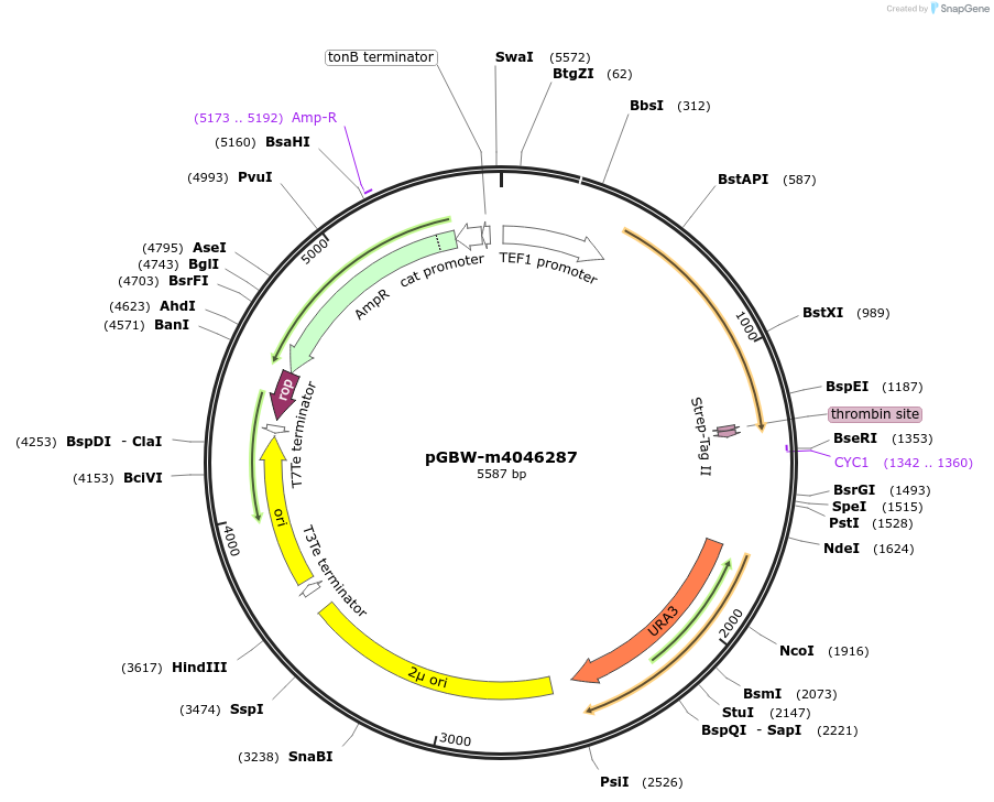 149023-plasmid-map-sequence-id-297776