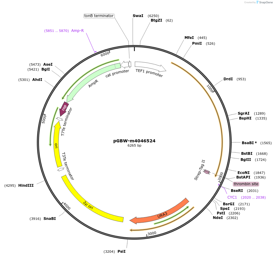149025-plasmid-map-sequence-id-297778