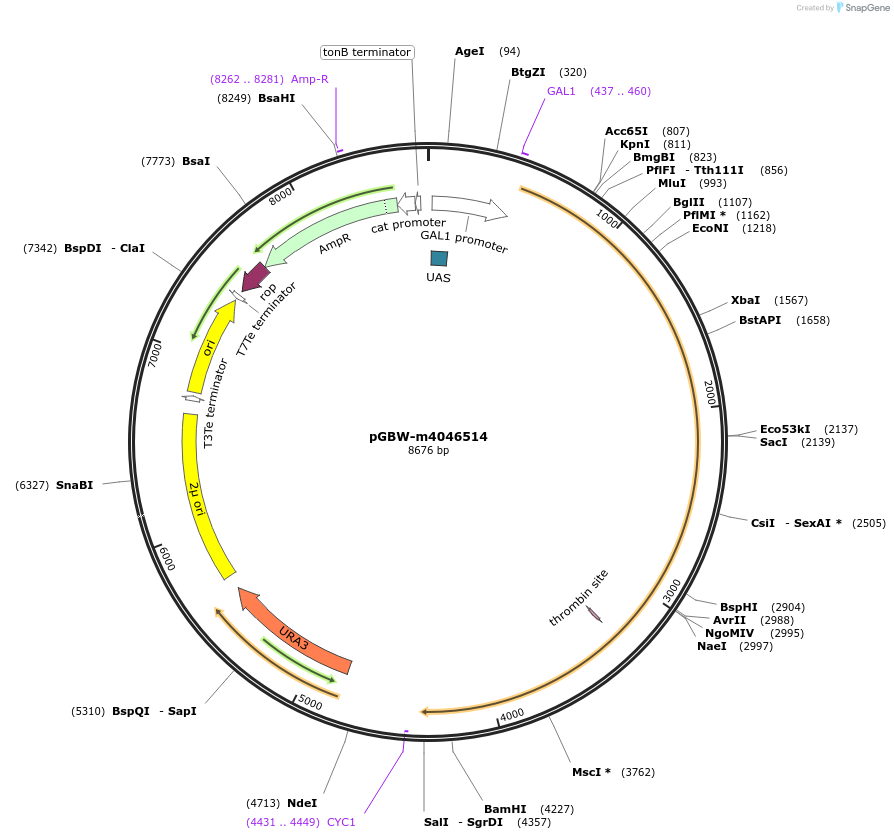 149026-plasmid-map-sequence-id-297779