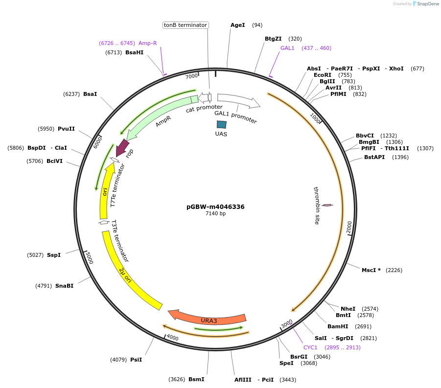 149028-plasmid-map-sequence-id-297782