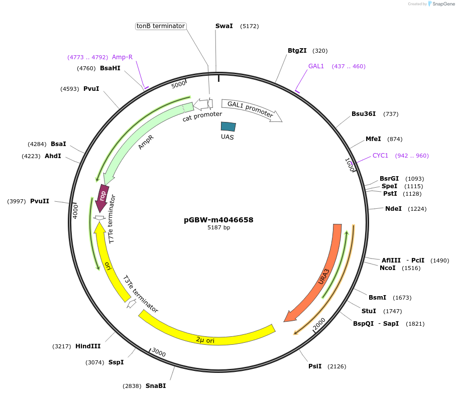 149226-plasmid-map-sequence-id-297800
