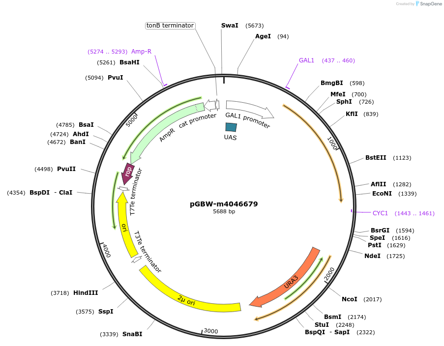 149209-plasmid-map-sequence-id-297801