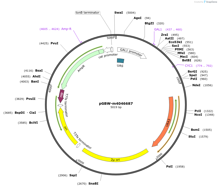 149148-plasmid-map-sequence-id-297804