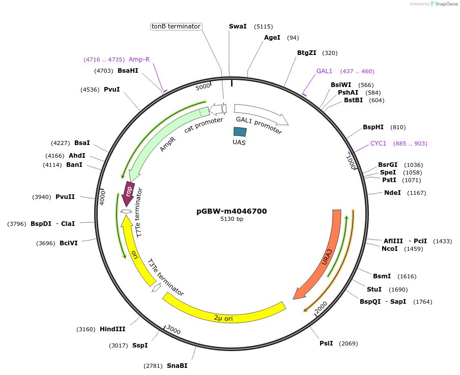 149205-plasmid-map-sequence-id-297805